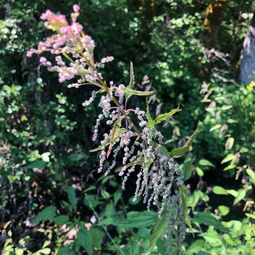 Nettles in flower